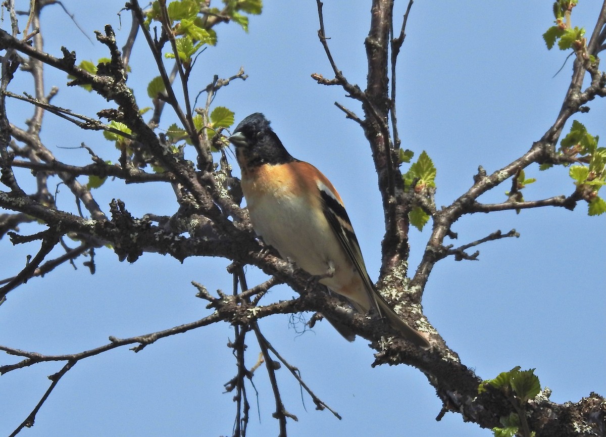 Brambling - Keith Gregoire