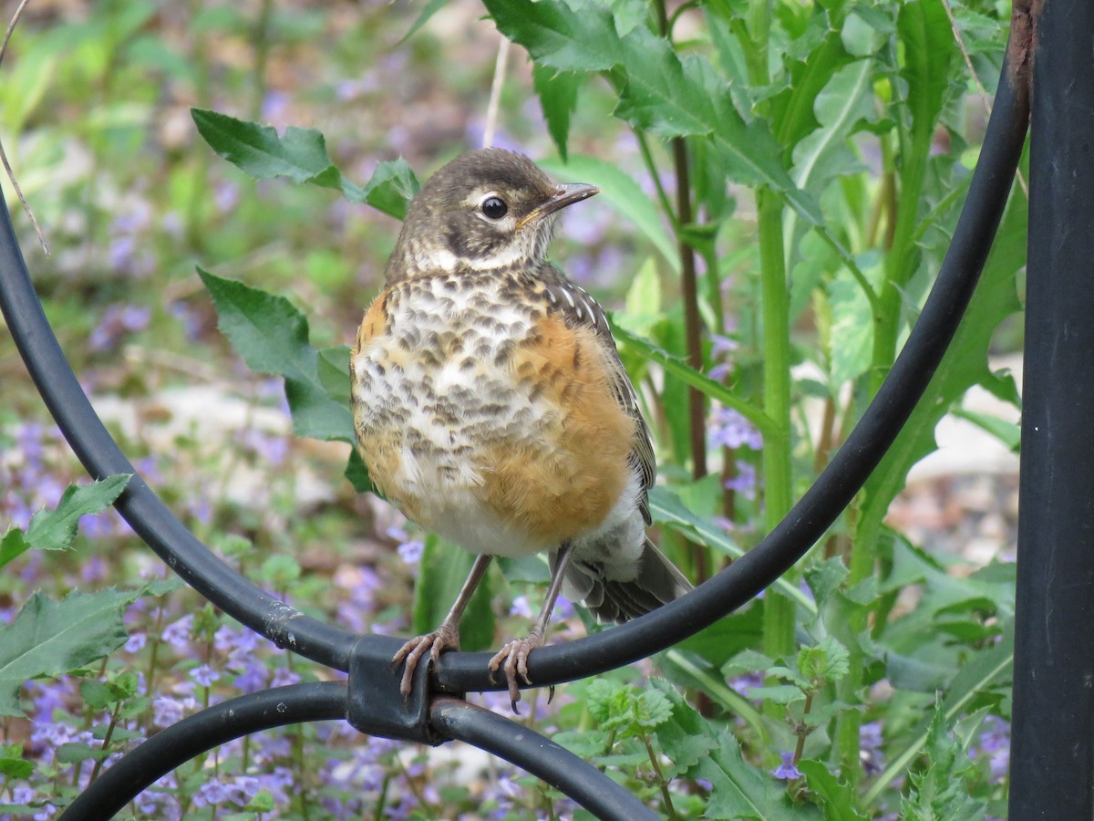 American Robin - Jonah Tamez