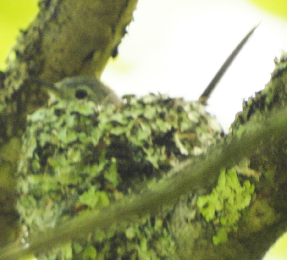 Blue-gray Gnatcatcher - alan murray