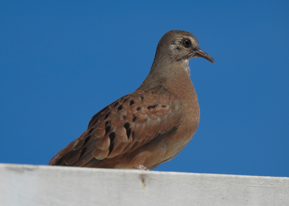 Ruddy Ground Dove - Carlos Otávio Gussoni