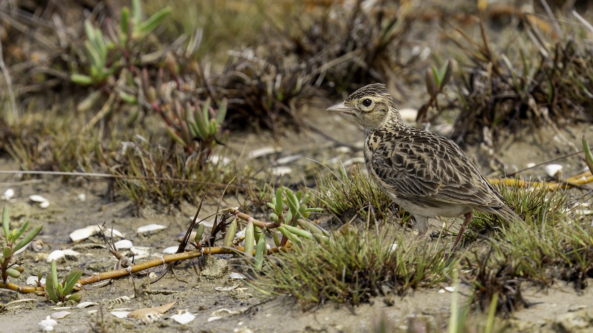 Oriental Skylark - Robert Tizard