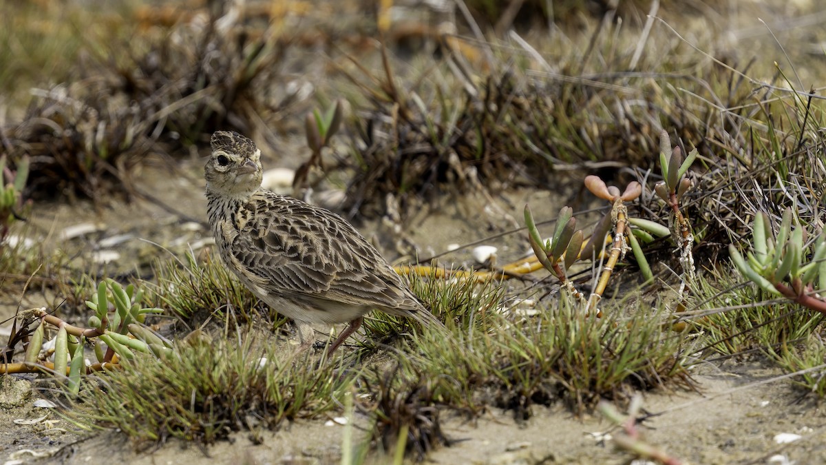 Oriental Skylark - Robert Tizard