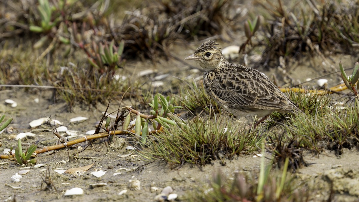 Oriental Skylark - Robert Tizard