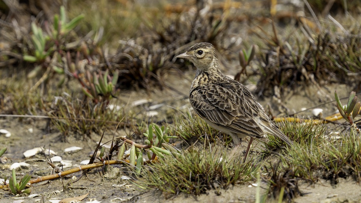 Oriental Skylark - Robert Tizard