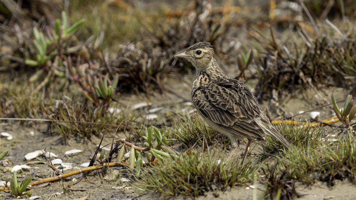 Oriental Skylark - Robert Tizard