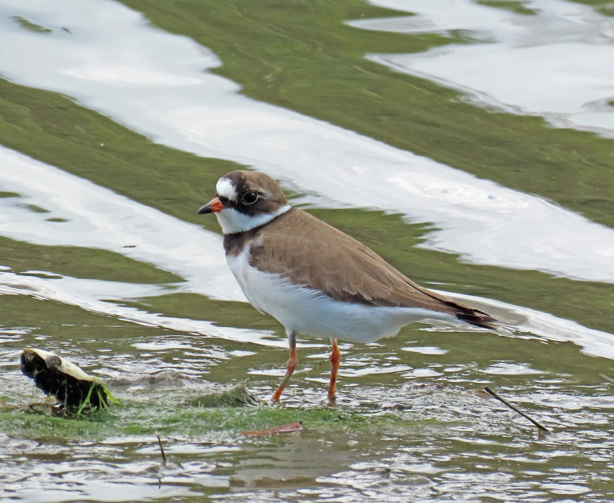 Semipalmated Plover - JoAnn Potter Riggle 🦤