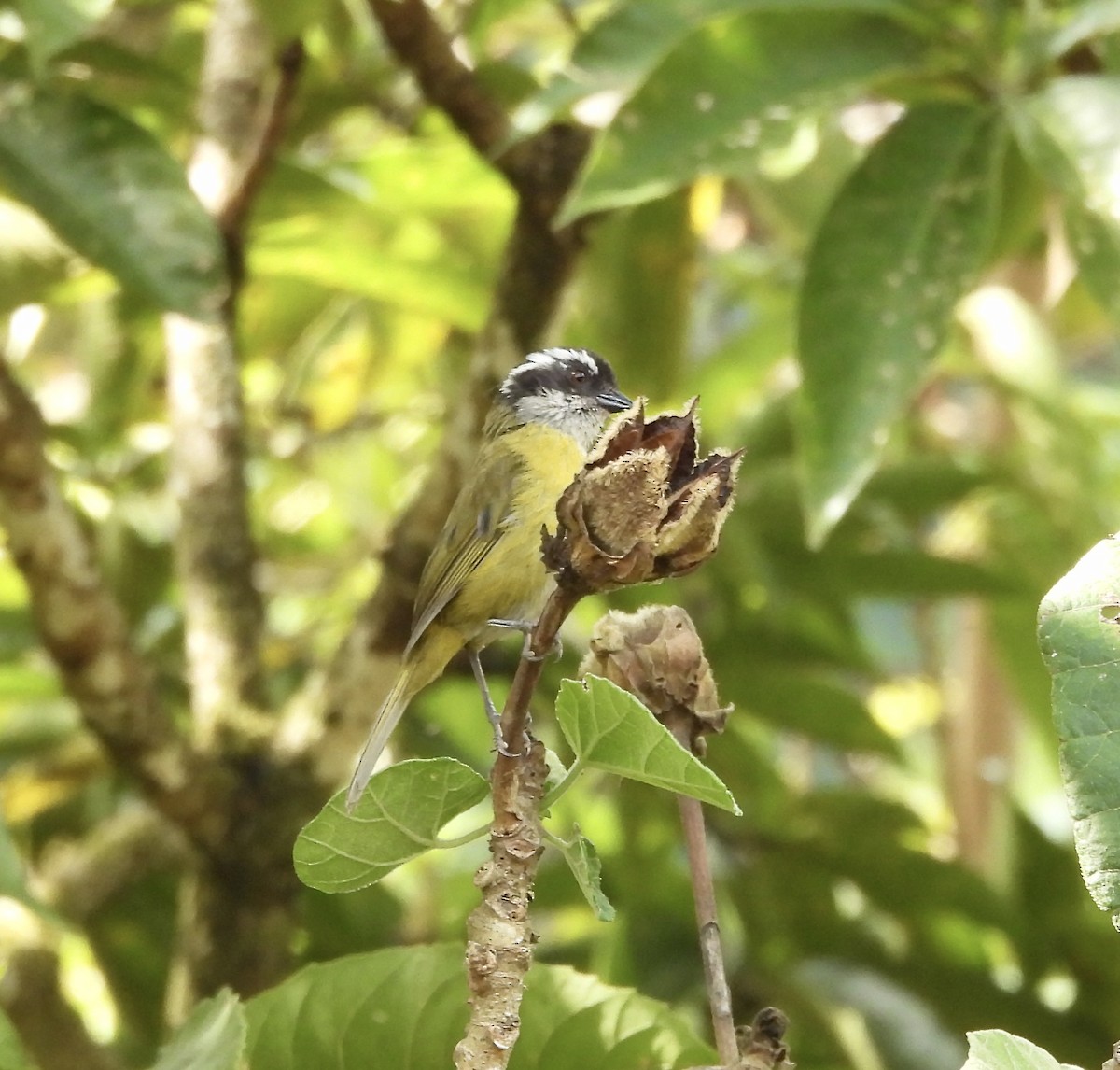 Sooty-capped Chlorospingus - Susan Thome-Barrett