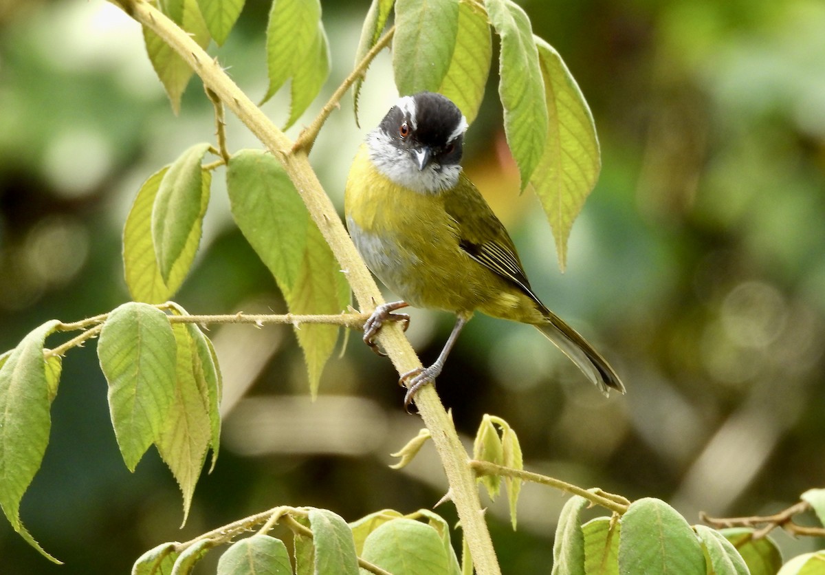 Sooty-capped Chlorospingus - Susan Thome-Barrett