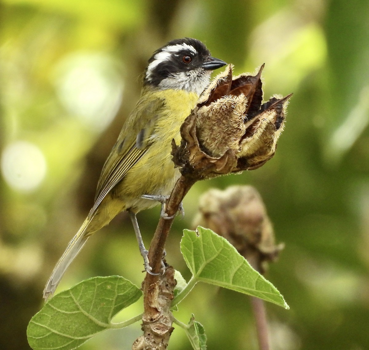 Sooty-capped Chlorospingus - Susan Thome-Barrett