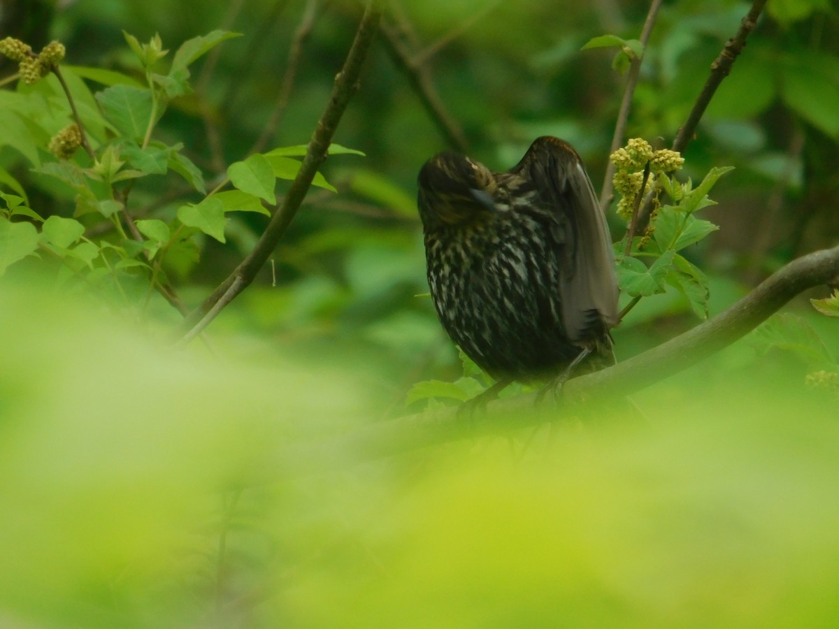 Red-winged Blackbird - Arrow Z L