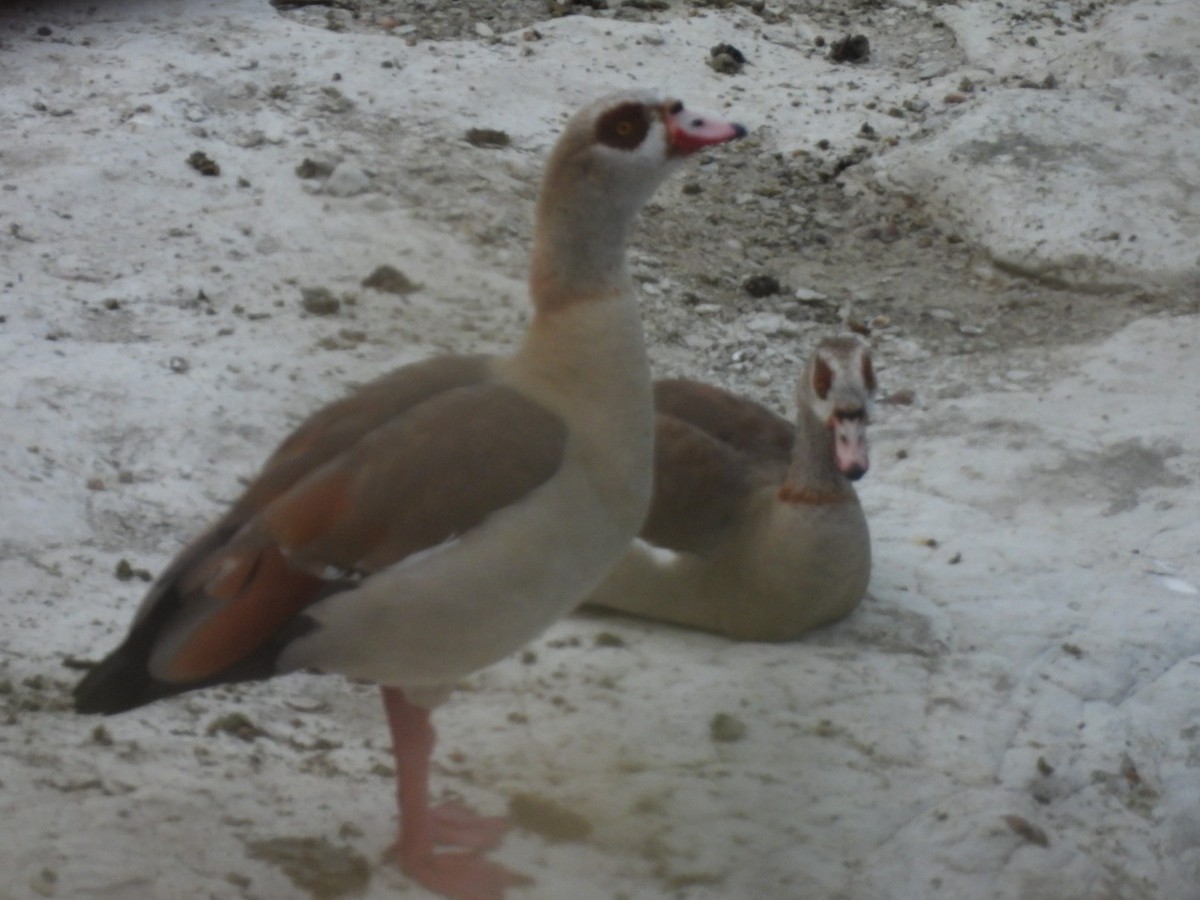 Egyptian Goose - Ian M