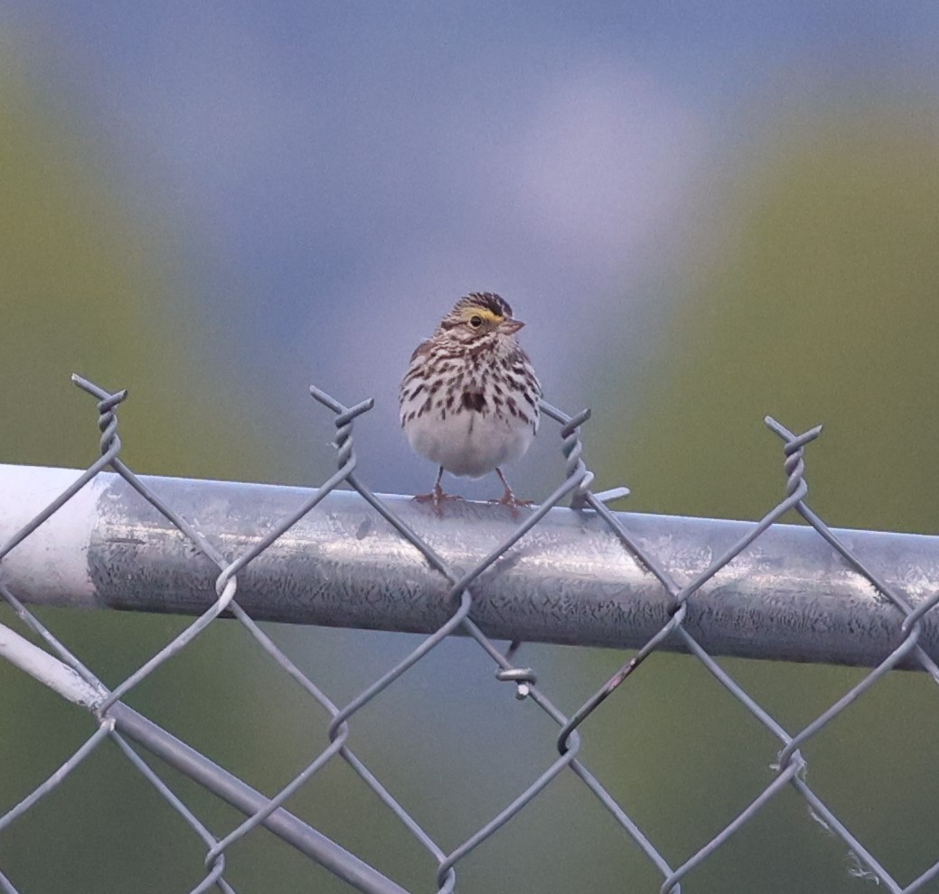 Savannah Sparrow - Dawn Lloyd