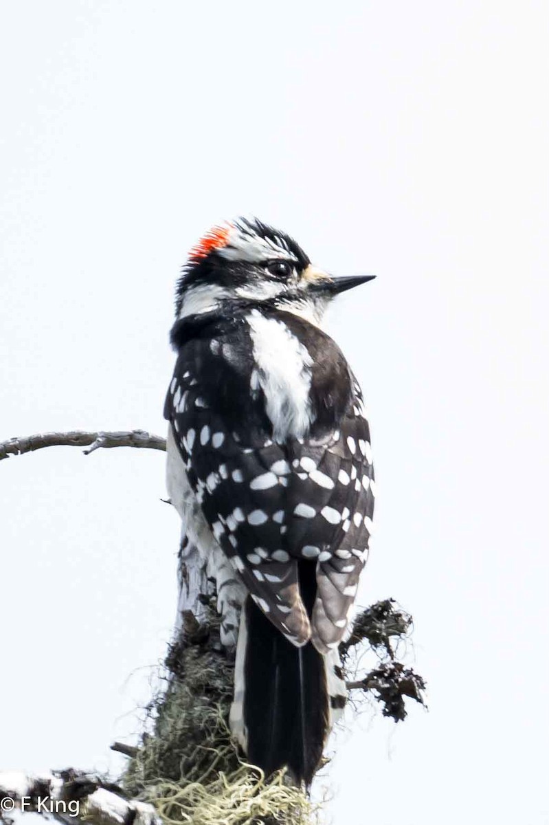 Downy Woodpecker - Frank King