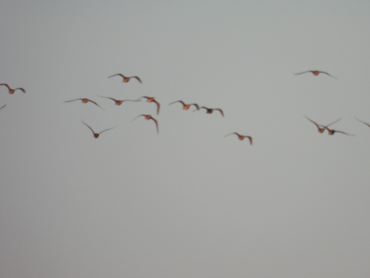 Whimbrel - Vikki Jones