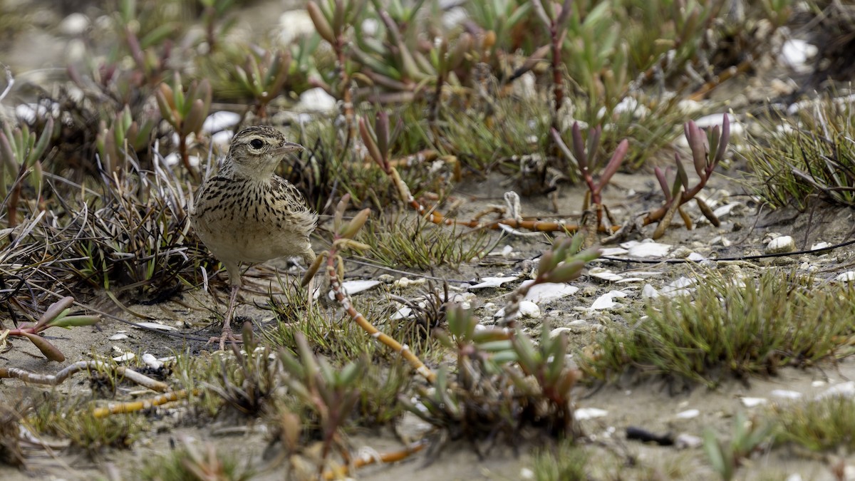 Oriental Skylark - Robert Tizard