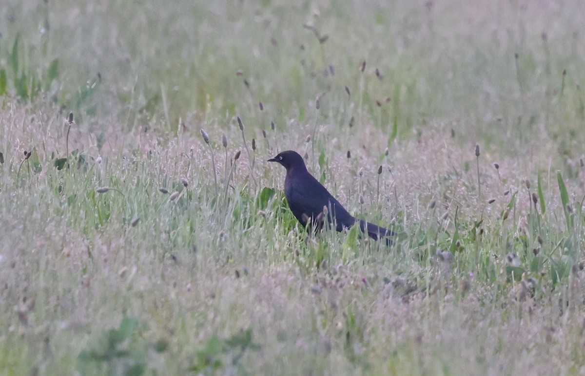 Brewer's Blackbird - Dawn Lloyd