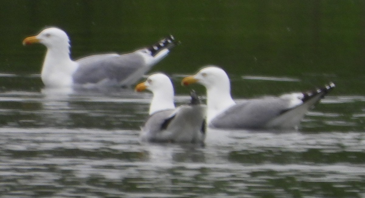 Herring Gull - alan murray