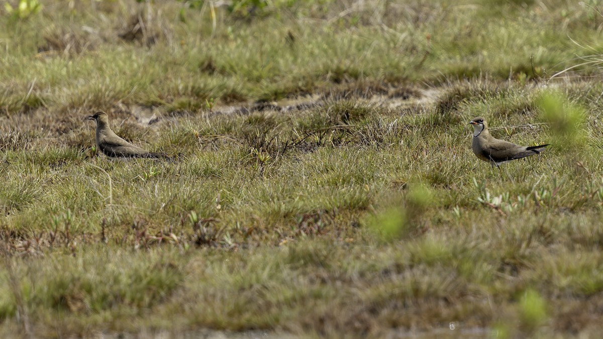 Oriental Pratincole - ML619523875