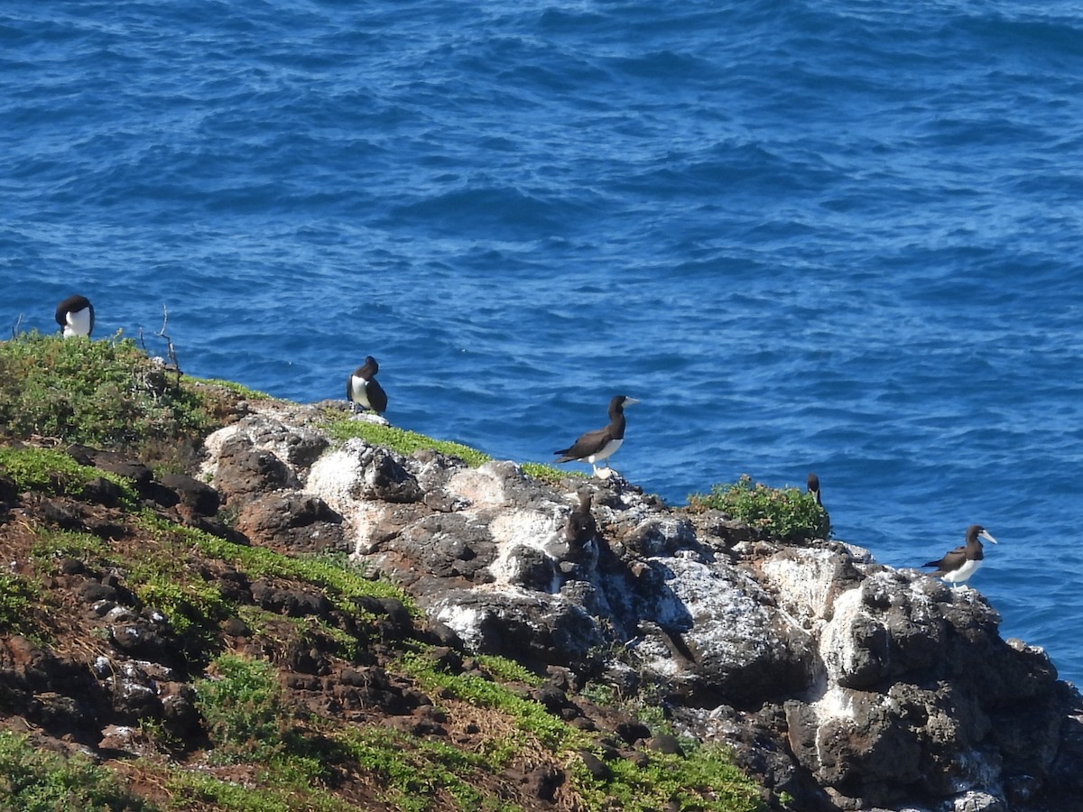 Brown Booby - ML619523878