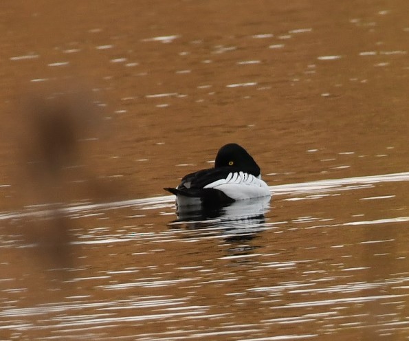 Common Goldeneye - ML619523879