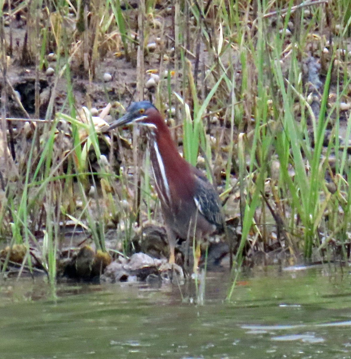 Green Heron - JoAnn Potter Riggle 🦤