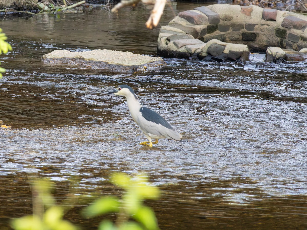 Black-crowned Night Heron - Thomas Wells