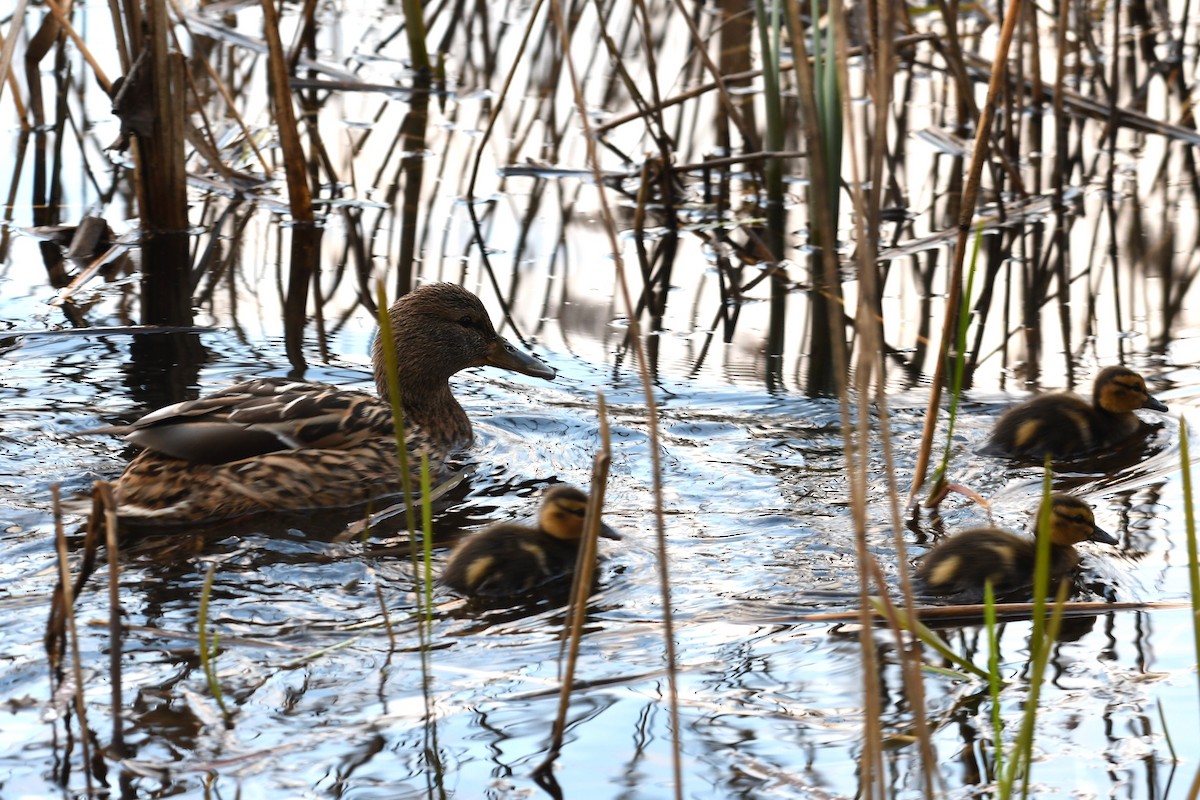 Mallard - Sunanda Vinayachandran