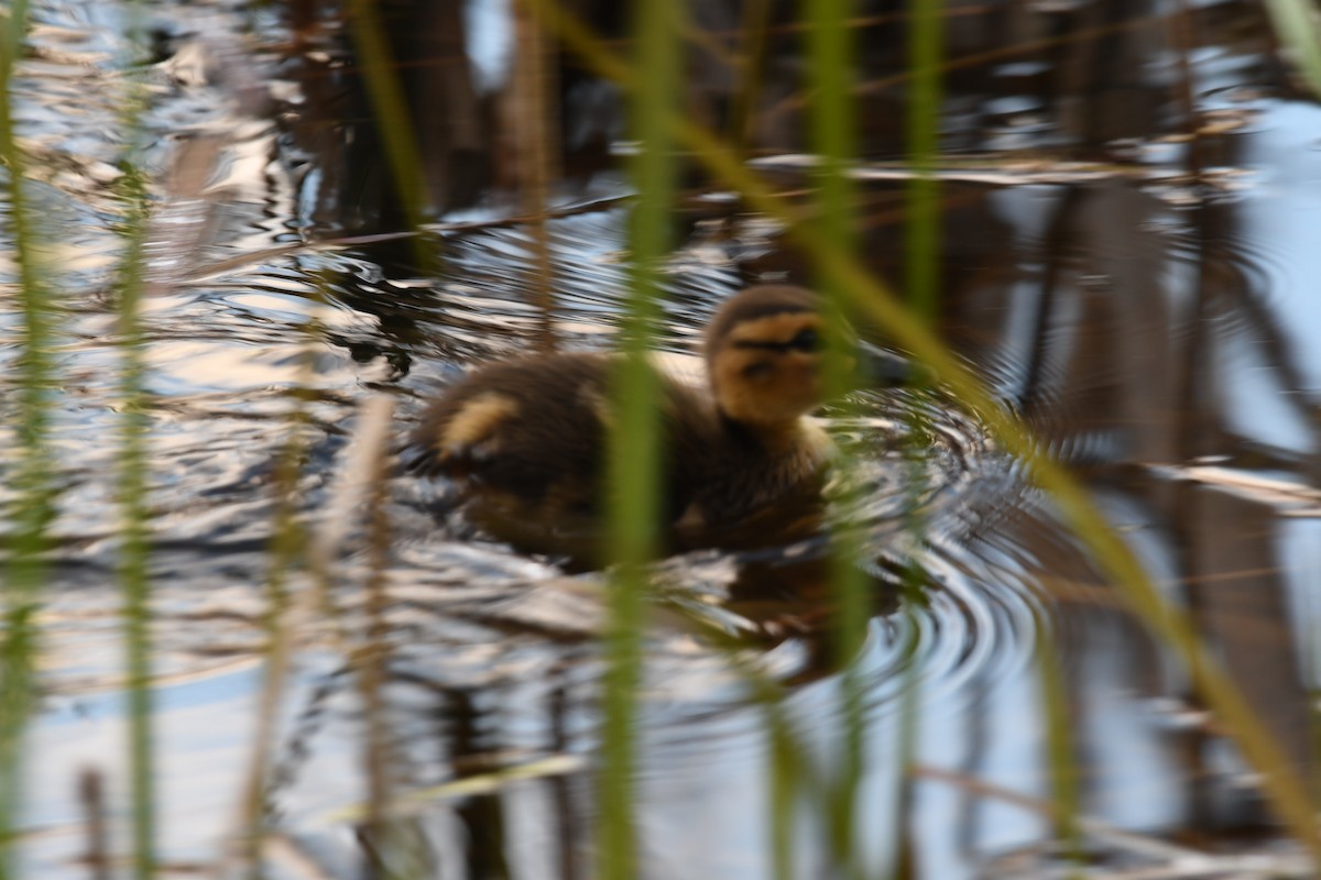 Mallard - Sunanda Vinayachandran