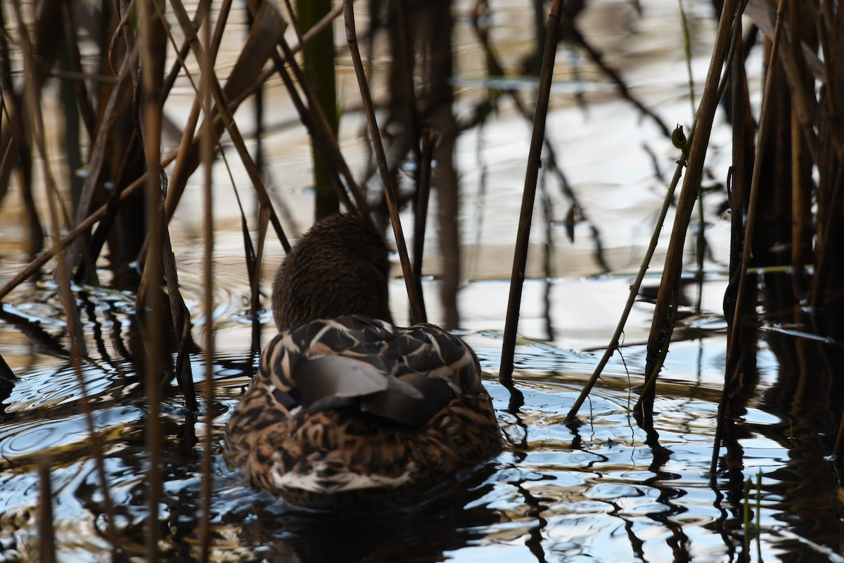 Mallard - Sunanda Vinayachandran