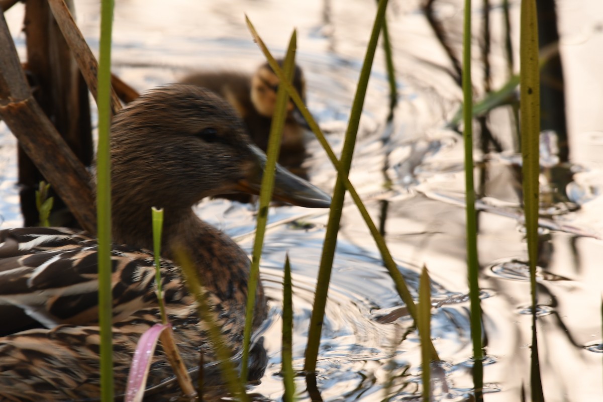 Mallard - Sunanda Vinayachandran