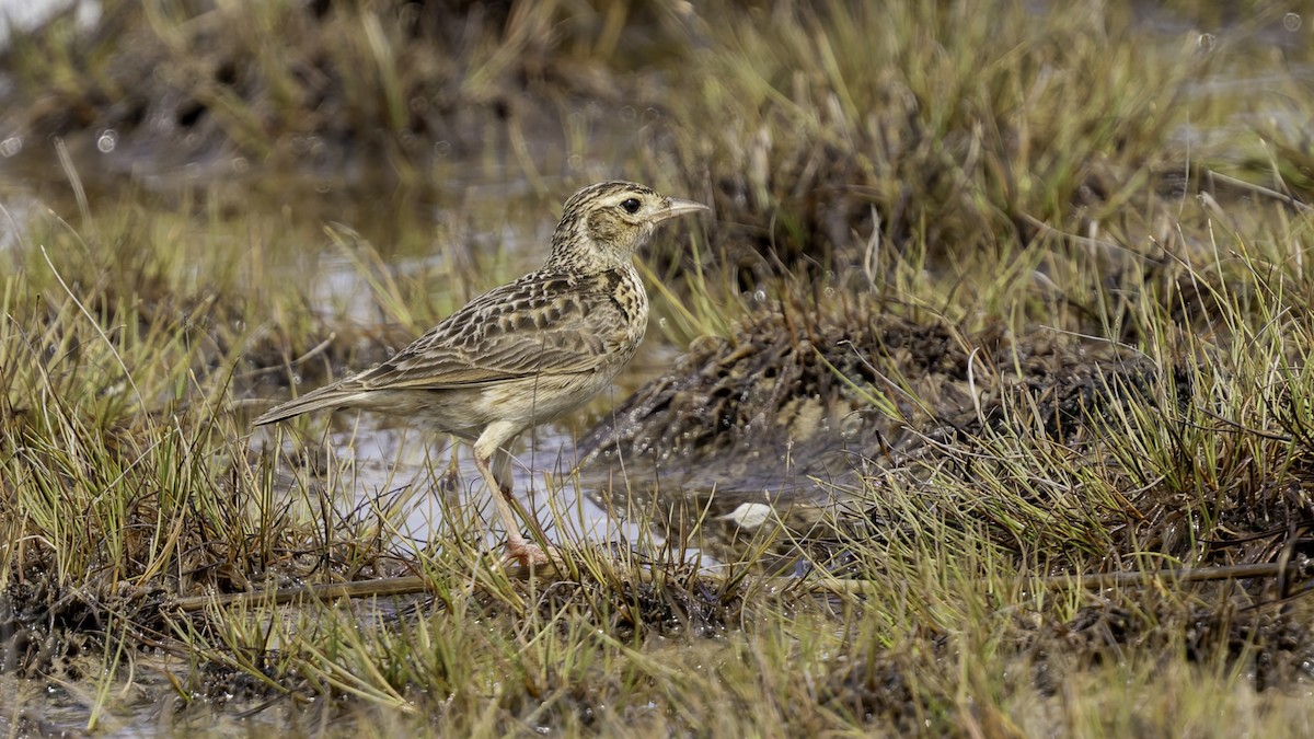 Oriental Skylark - Robert Tizard