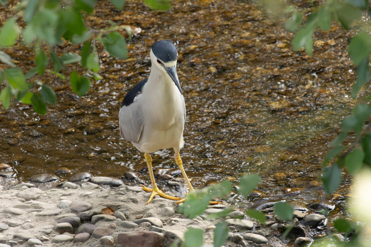 Black-crowned Night Heron - Thomas Wells