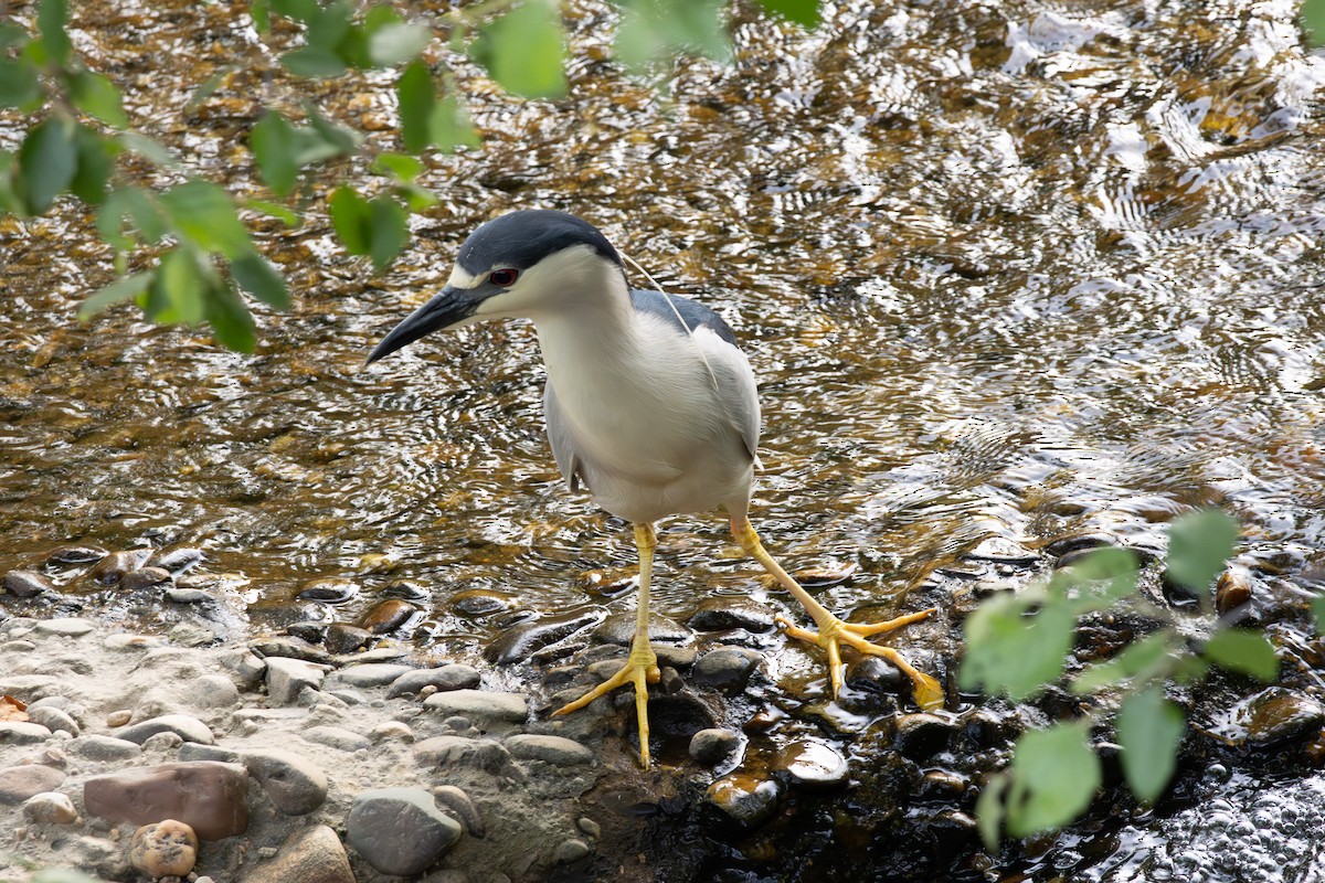 Black-crowned Night Heron - Thomas Wells