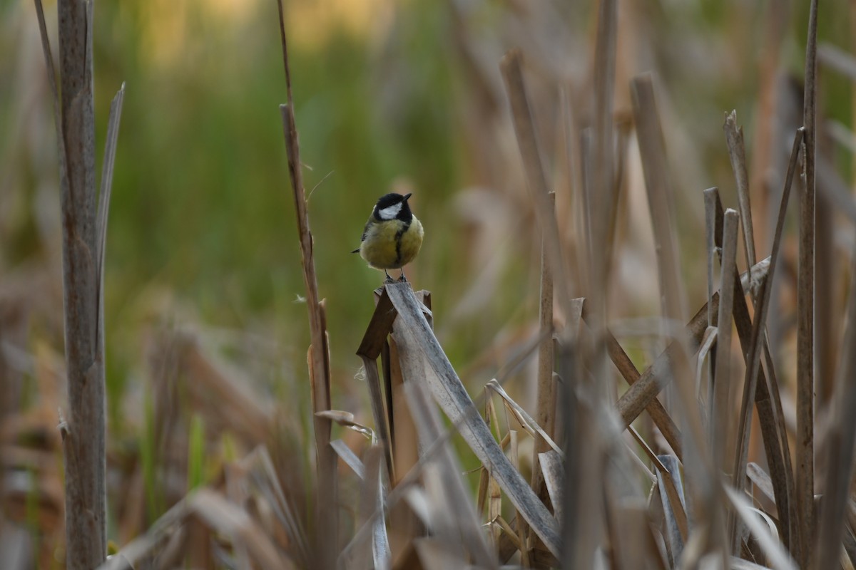 Great Tit - ML619523923