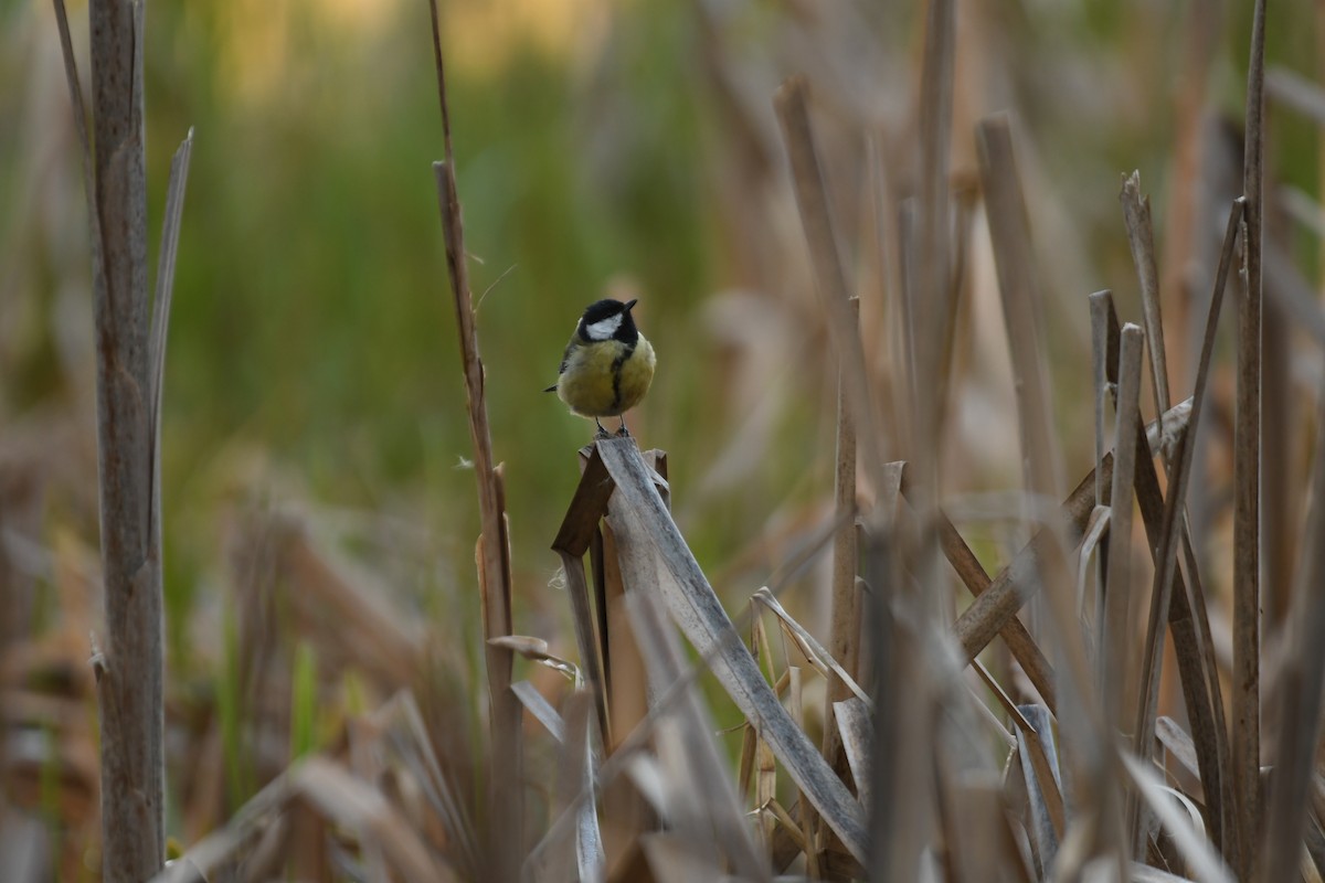 Great Tit - Sunanda Vinayachandran