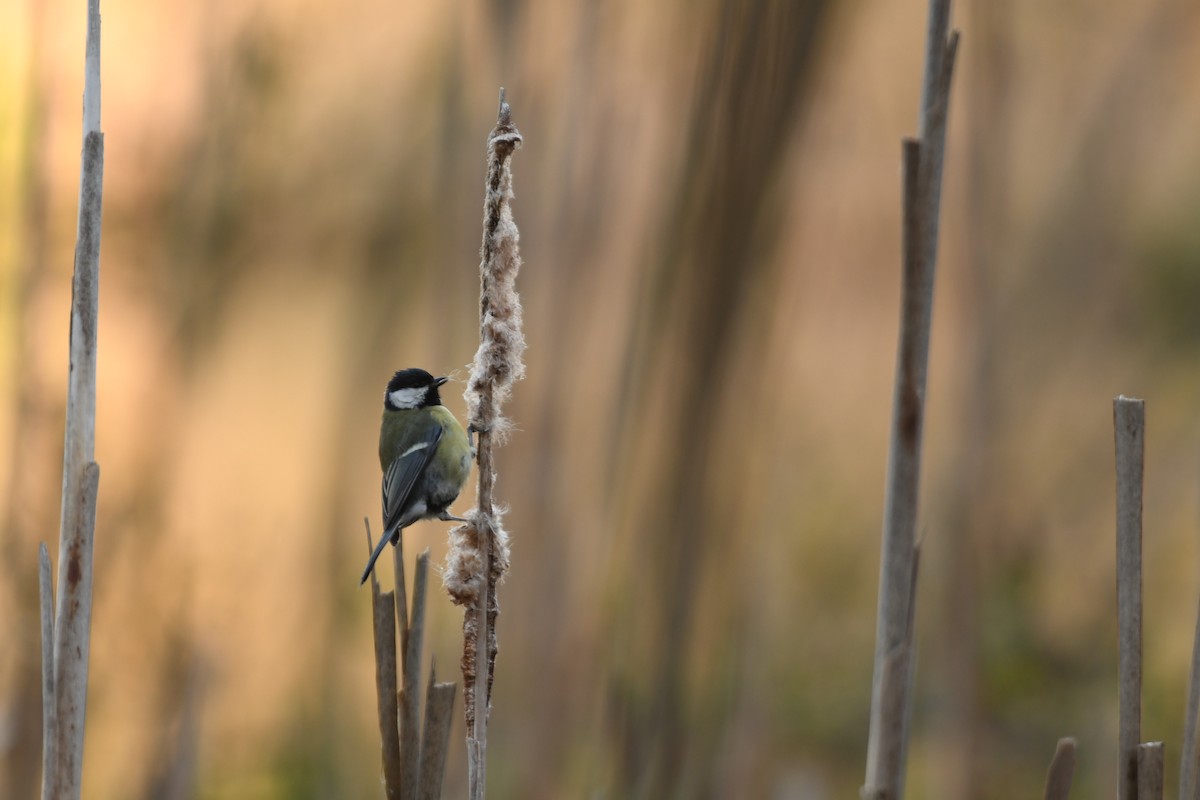 Great Tit - Sunanda Vinayachandran