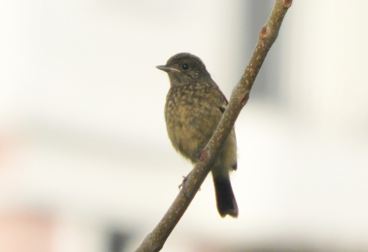 Pied Bushchat - Manju Sinha