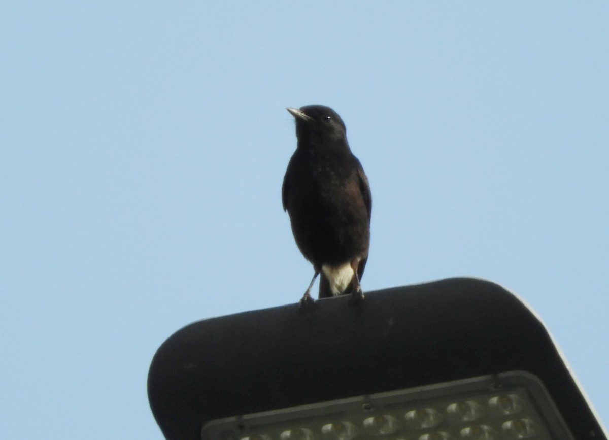 Pied Bushchat - Manju Sinha