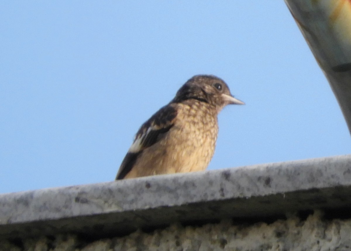 Pied Bushchat - Manju Sinha