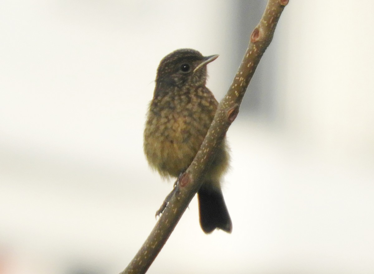 Pied Bushchat - Manju Sinha