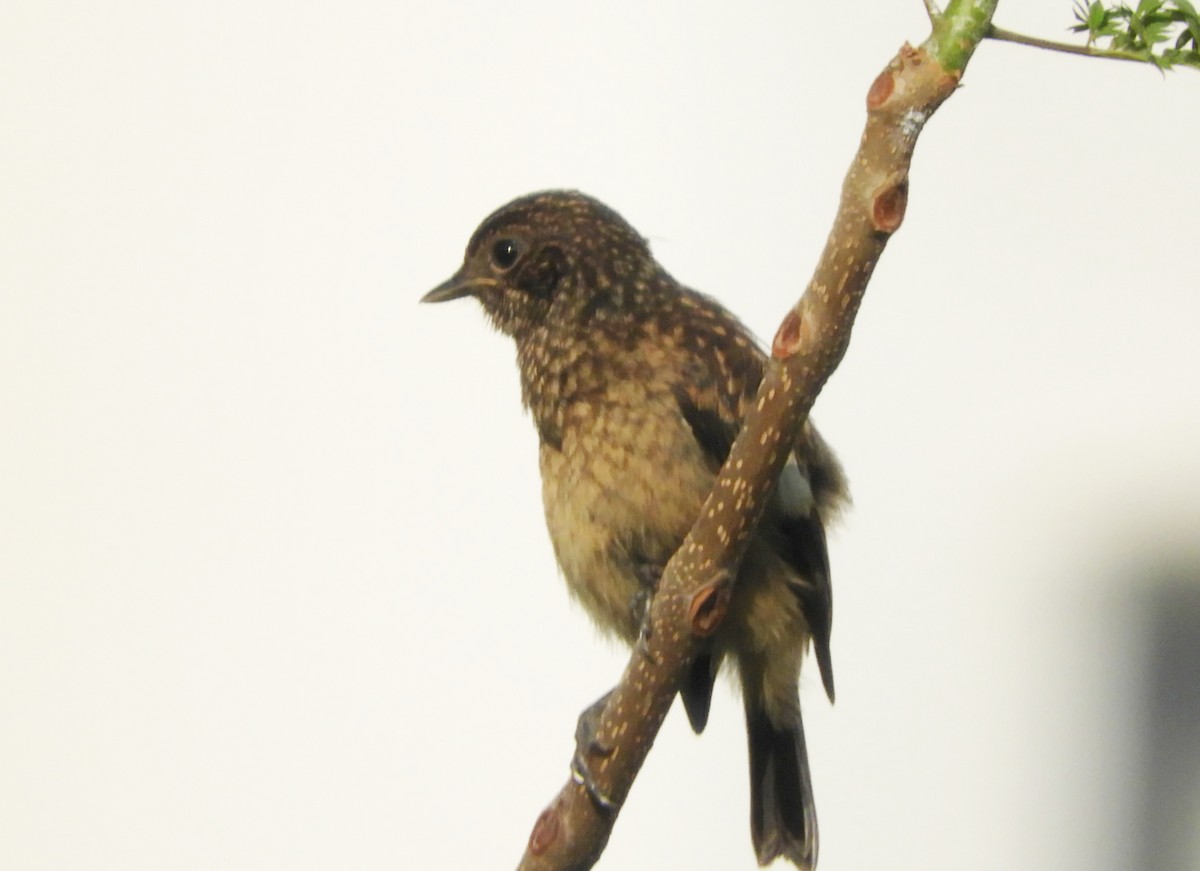 Pied Bushchat - Manju Sinha