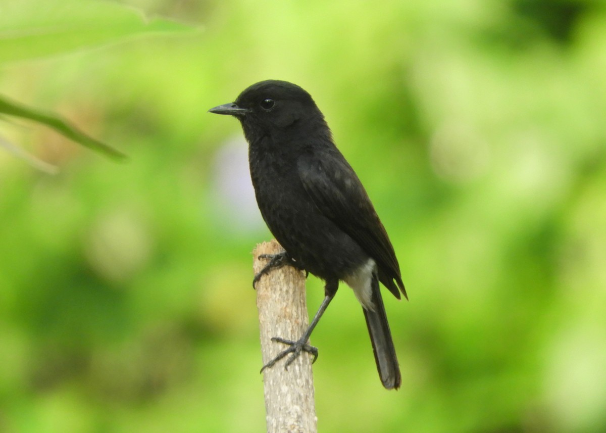 Pied Bushchat - Manju Sinha