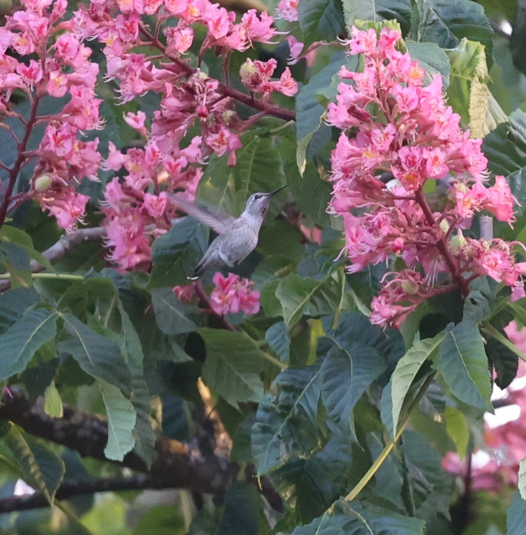 Anna's Hummingbird - Dawn Lloyd