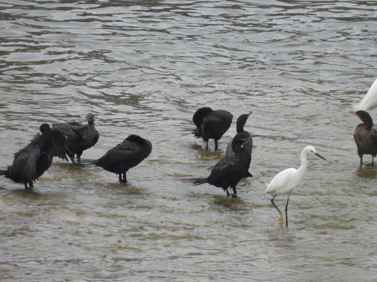 Neotropic Cormorant - Ian M