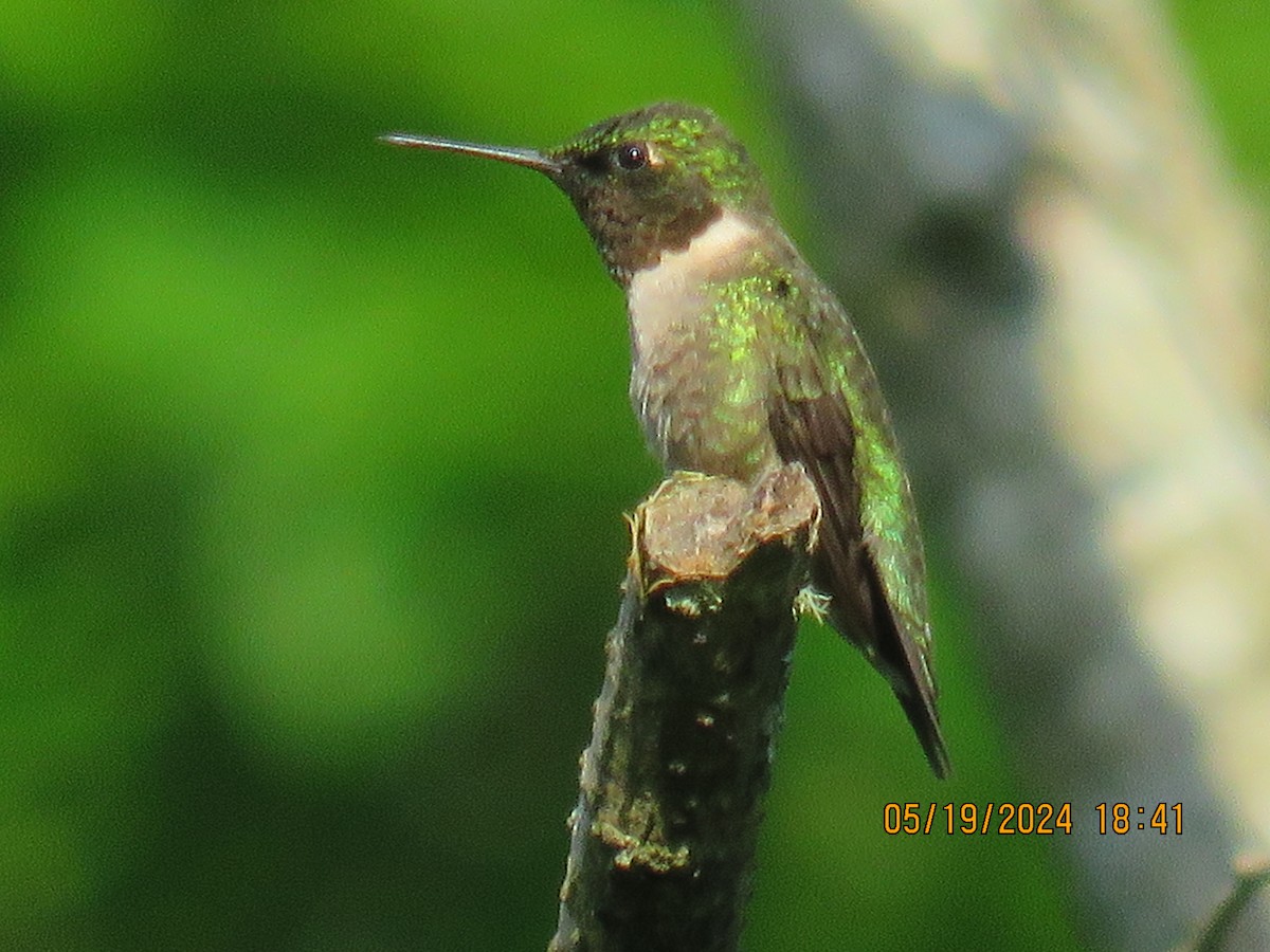 Ruby-throated Hummingbird - jack paul