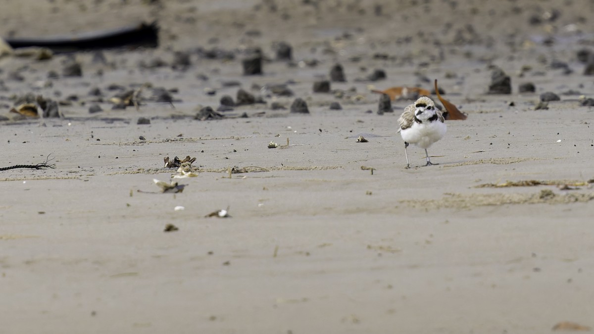 Malaysian Plover - Robert Tizard