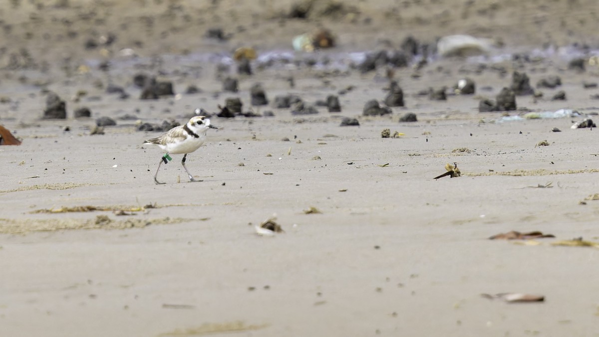 Malaysian Plover - Robert Tizard