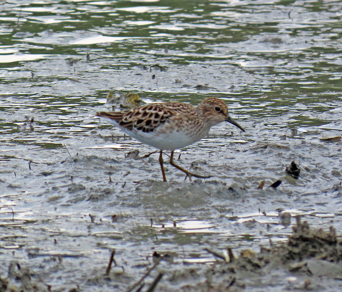 Least Sandpiper - JoAnn Potter Riggle 🦤