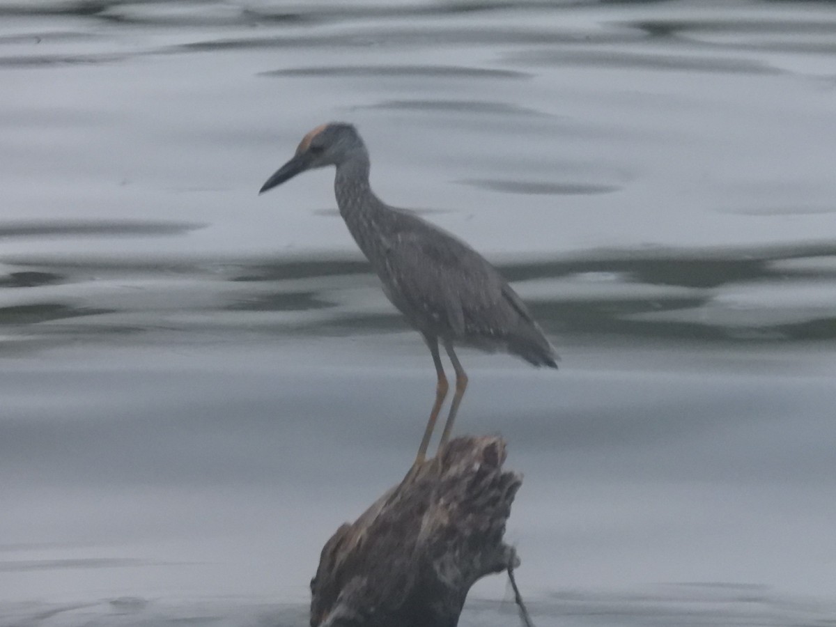 Yellow-crowned Night Heron - Ian M