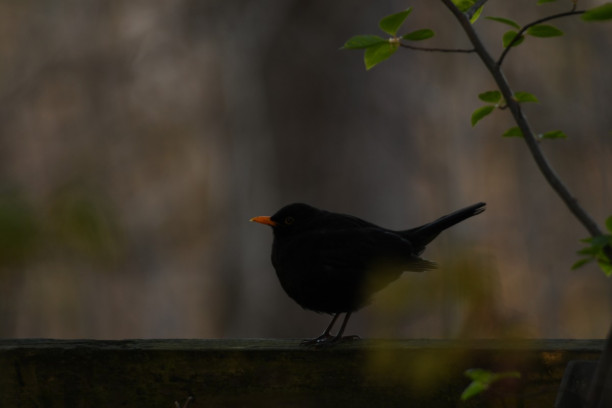 Eurasian Blackbird - Sunanda Vinayachandran